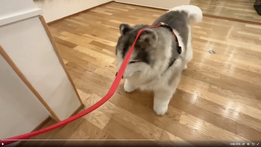 犬として散歩してもらう