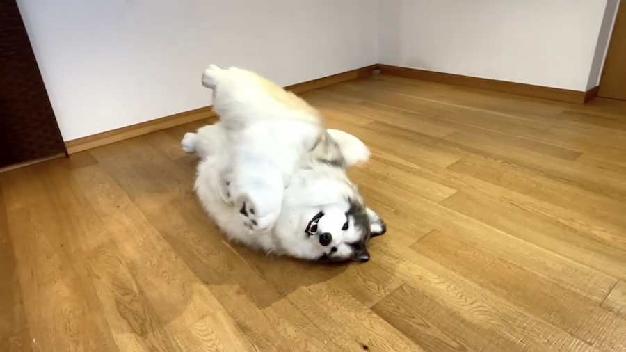 犬になりきってじゃれる