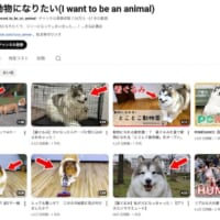 トコさんのYouTubeチャンネル