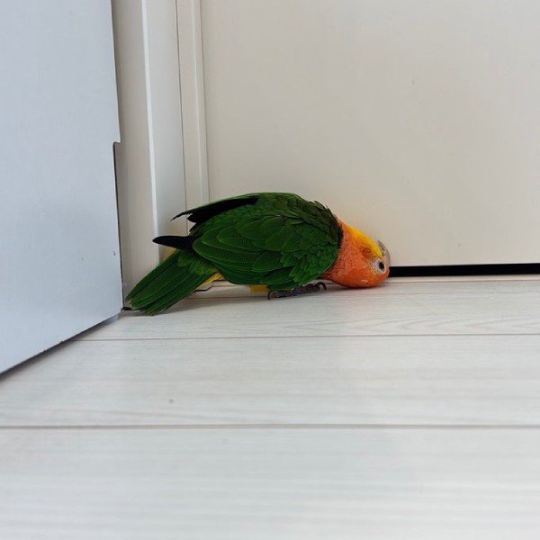 ドアの隙間から覗き込むとろろちゃん