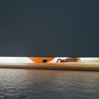 ドアの隙間から覗き込むインコが怖かわいい 「見テルゾ……」