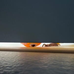 ドアの隙間から覗き込むインコが怖かわいい 「見テルゾ……」