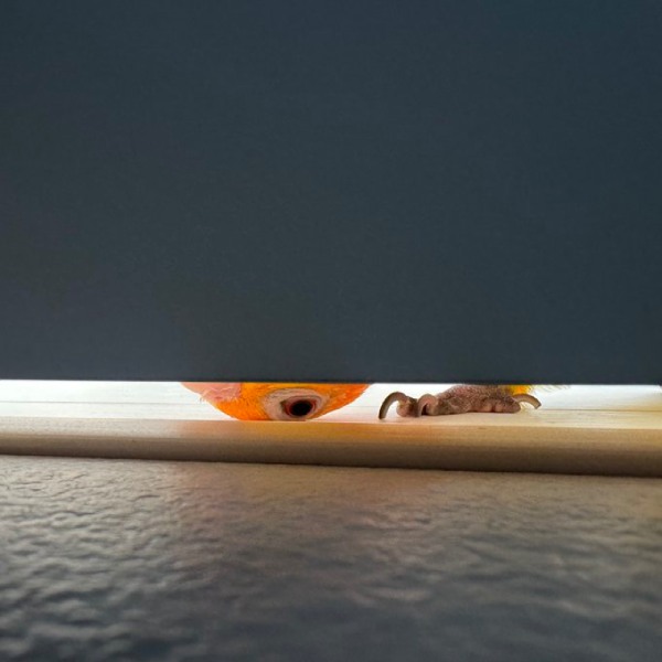 ドアの隙間から覗き込むインコが怖かわいい 「見テルゾ……」