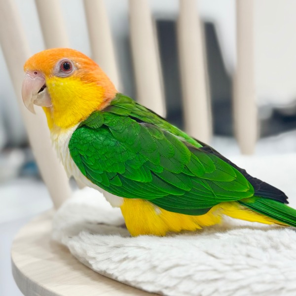 明るく陽気で感情表現が豊かだというとろろちゃん