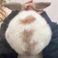 背中の模様が「日本地図」にそっくり？