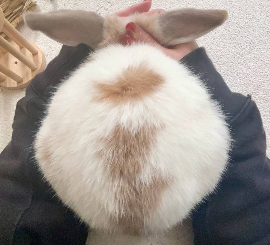 背中の模様が「日本地図」にそっくり?