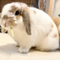 ホーランドロップイヤーのかむくん