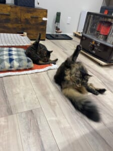 まるで「りくりゅうペア」？息ぴったりに毛づくろいする猫ちゃんズ