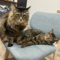 「おはぎ」ちゃんと「もなか」ちゃん