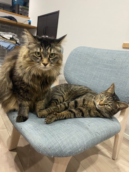 「おはぎ」ちゃんと「もなか」ちゃん