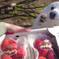 「わぁ！」が止まらない　大きないちごに大喜びする日本スピッツが尊い