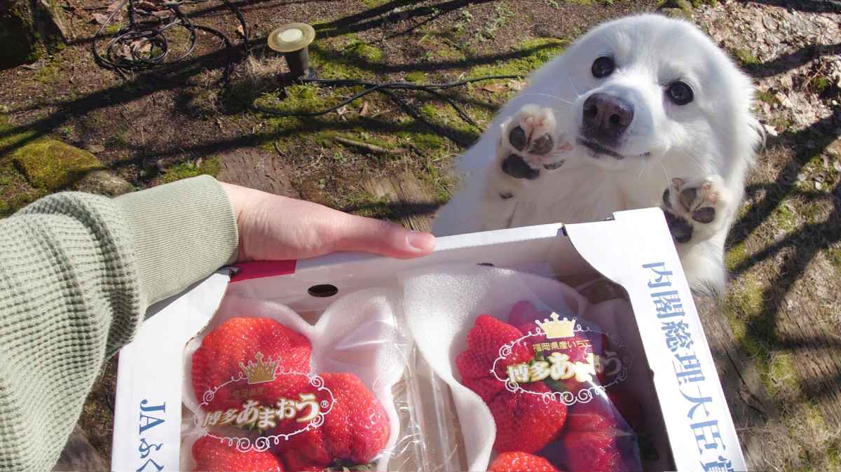 「わぁ！」が止まらない　大きないちごに大喜びする日本スピッツが尊い