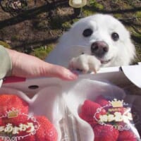 いちごを前にテンションアップする楽くん