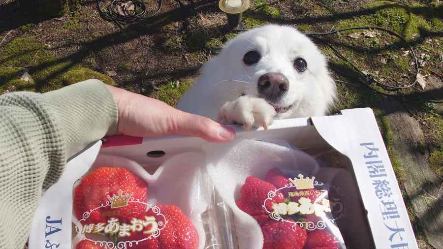 いちごを前にテンションアップする楽くん