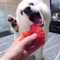 撮影後、いちごを堪能した楽くん