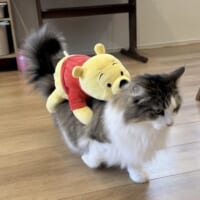 一般家庭に現れた「ねこバス」が話題　乗客は1人、でも手は抜かない……