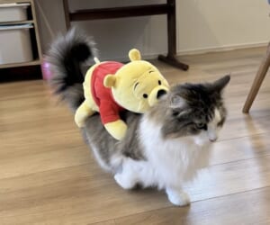 一般家庭に現れた「ねこバス」が話題 乗客は1人、でも手は抜かない……