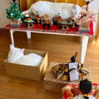 お内裏様とお雛様がまさかの「順番待ち」　ひな壇を占拠して爆睡する白猫ちゃん