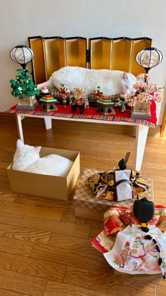 お内裏様とお雛様がまさかの「順番待ち」 ひな壇を占拠して爆睡する白猫ちゃん