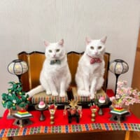 例年のひな祭りの様子