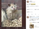 「なにこれ」無造作な毛並みのハムスターに返信欄が大盛り上がり