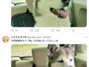 予防接種の前後で表情が正反対な不二子さん(くうミナライズさん提供)