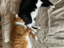 つきひちゃんのお尻に「むぎゅっ」と頭をつけて眠るしのぶくん（「さんぬこ」こーたけさん提供）