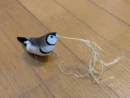 「見て見て~!」ぴょこぴょこダンスでご機嫌なカノコスズメ