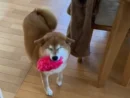 ご機嫌なステップを披露するワンちゃん　あふれ出る幸福感にほっこり