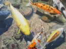 絵の中を優雅に泳ぐ鯉たち。色鉛筆画家・三賀亮介が伝える五感の色彩で伝える世界。
