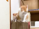 まるで本当の親子　先住猫と新入り猫のシンクログルーミング