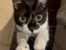 飼い主さんのデニムで爪とぎし「構って」アピールするカン吉くん（ふれあとカン吉さん提供）