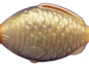 魚の形のポリ容器「ランチャーム」には金のタイプがあるって知ってる？
