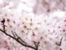 3月は卒業の季節