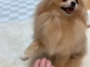やる気ゼロのお手 空を切るポメラニアンさんの前足に飼い主苦笑い