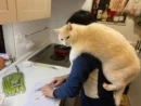 こいずみさんの肩越しに調理の様子を見守るマロくん（こいずみまりさん提供）