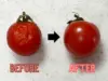 【やってみた】シワシワになったミニトマトを元の状態に戻す裏技