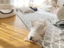 仰向けで爆睡するあんずちゃん
