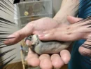 寿司のように握られる文鳥が可愛すぎる！これが「スシロー」謎素材の正解？