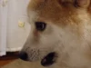 風でおしりを冷やす柴犬　“なんとも言えない表情”が話題に