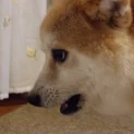 風でおしりを冷やす柴犬　“なんとも言えない表情”が話題に