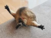 両足を大きく広げて毛づくろい　猫の衝撃ポーズに「芸術点高い」の声