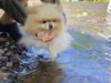 そーっと足を伸ばして……水が苦手なポメラニアンの犬かきチャレンジが愛おしい