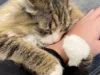 飼い主さんの腕にぎゅーっ！北欧猫の甘えん坊ムーブが悶絶必至の可愛さ