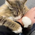 飼い主さんの腕にぎゅーっ！北欧猫の甘えん坊ムーブが悶絶必至の可愛さ