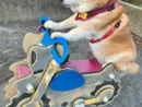 まるでベテランライダー　バイク型遊具で貫禄を見せる柴犬