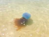 熊本県天草の海にホイミスライム出現！？目撃情報にSNS騒然