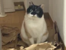 すべてが許される猫の“きょとん顔”に悶絶　紙袋を破っても「かわいいからヨシ！」