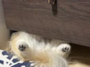 仰向けで棚の下に!? ポメチワの「すき間寝」が無防備かわいい