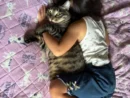 抱き枕と勘違いされた猫　驚きの表情がかわいすぎる